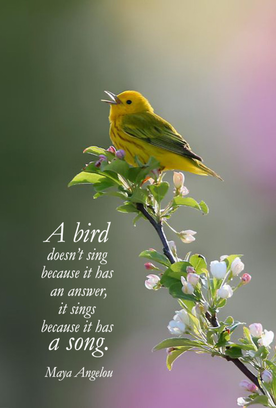 a bird